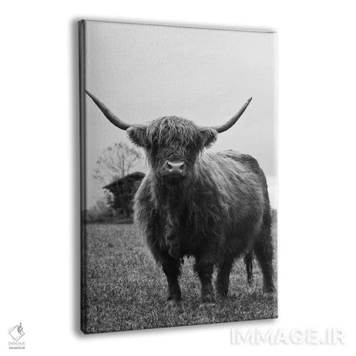 تابلو گاو کوهستانی سیاه و سفید III اثر هنر آنیتا و بلا - نمای پرسپکتیو محصول