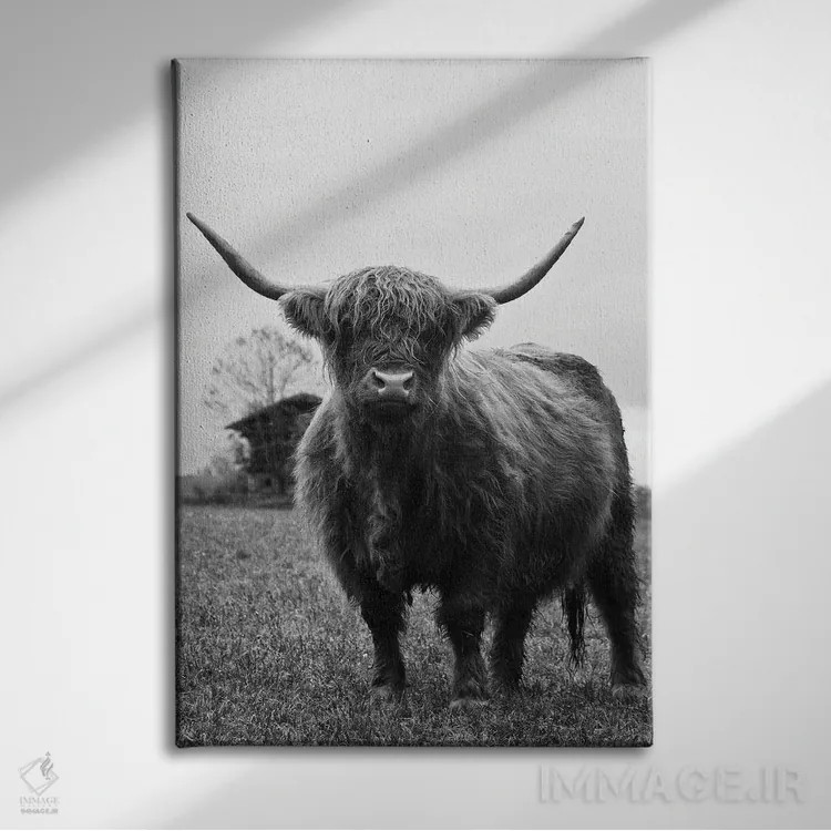 تابلو گاو کوهستانی سیاه و سفید III اثر هنر آنیتا و بلا - نمای روبهرو روی دیوار