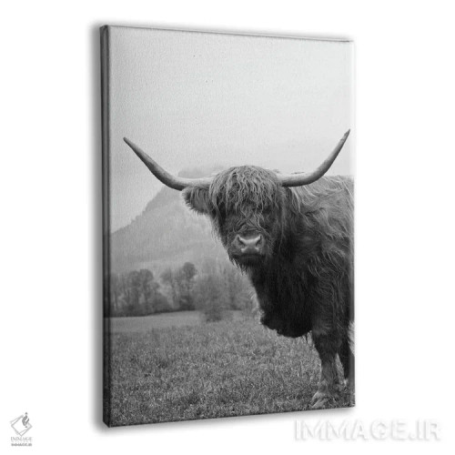 تابلو گاو کوهستانی سیاه و سفید II اثر هنر آنیتا و بلا - نمای پرسپکتیو محصول