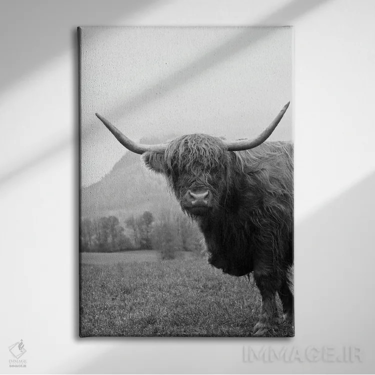 تابلو گاو کوهستانی سیاه و سفید II اثر هنر آنیتا و بلا - نمای روبهرو روی دیوار