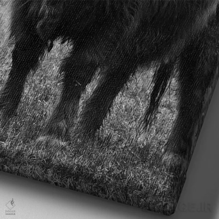 تابلو گاو کوهستانی سیاه و سفید III اثر هنر آنیتا و بلا - نمای نزدیک بافت بوم