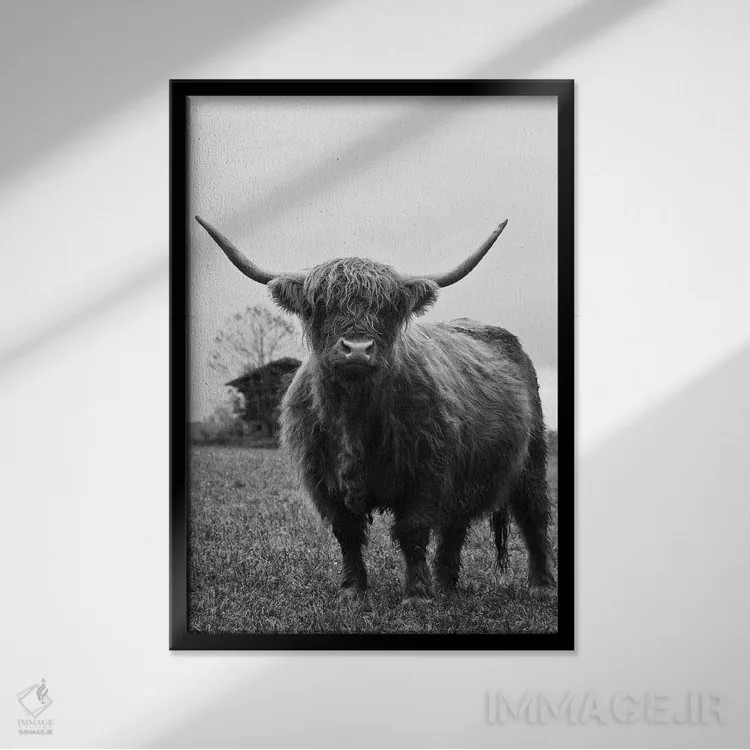 تابلو گاو کوهستانی سیاه و سفید III اثر هنر آنیتا و بلا - نمای قابدار مشکی