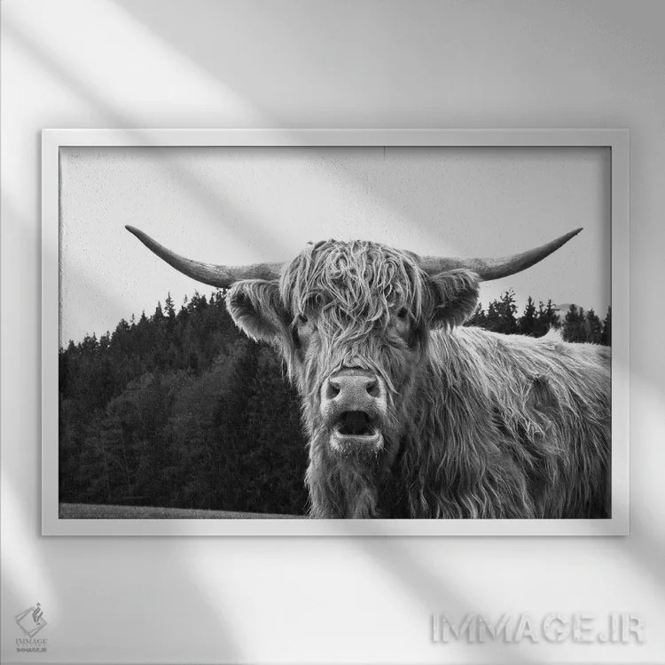 تابلو گاو کوهستانی سیاه و سفید I اثر هنر آنیتا و بلا - نمای قابدار سفید