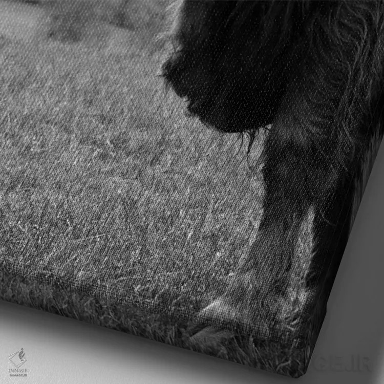 تابلو گاو کوهستانی سیاه و سفید II اثر هنر آنیتا و بلا - نمای نزدیک بافت بوم