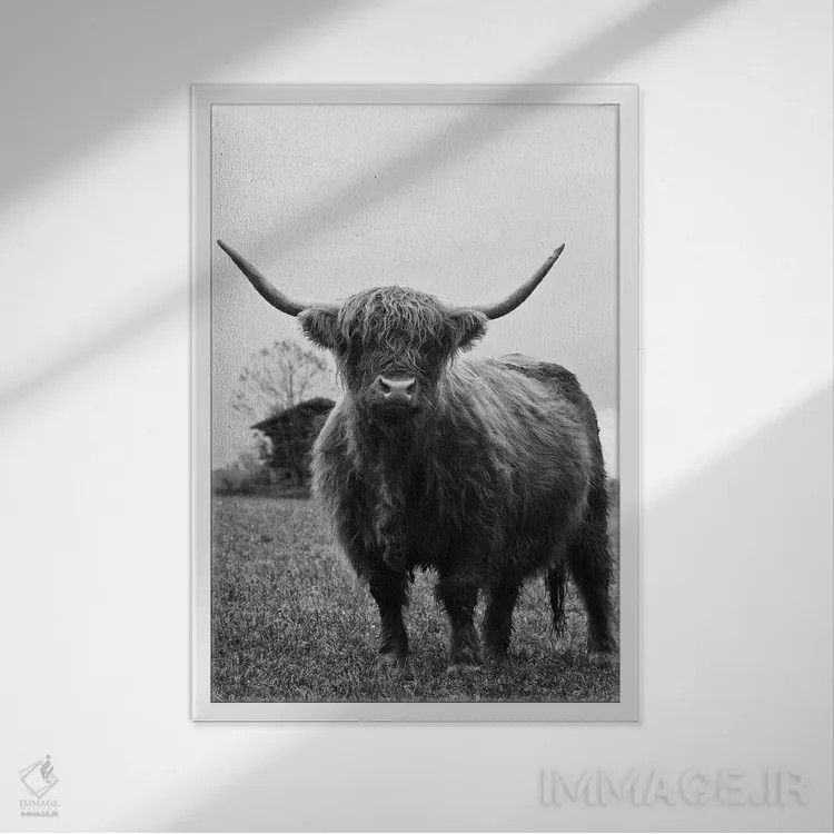 تابلو گاو کوهستانی سیاه و سفید III اثر هنر آنیتا و بلا - نمای قابدار سفید