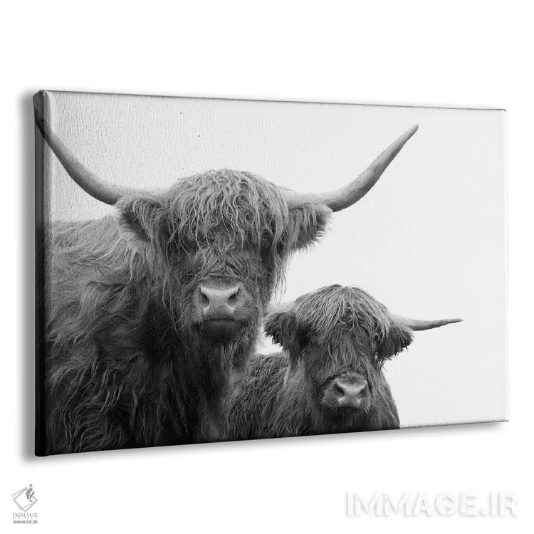 تابلو گاوهای کوهستانی سیاه و سفید I اثر هنر آنیتا و بلا - نمای پرسپکتیو محصول