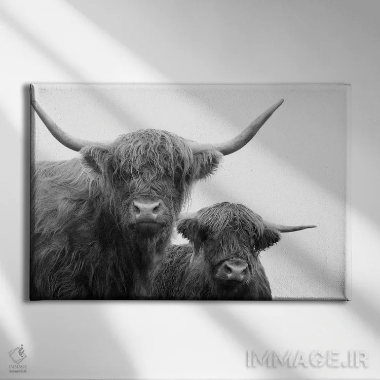 تابلو گاوهای کوهستانی سیاه و سفید I اثر هنر آنیتا و بلا - نمای روبهرو روی دیوار