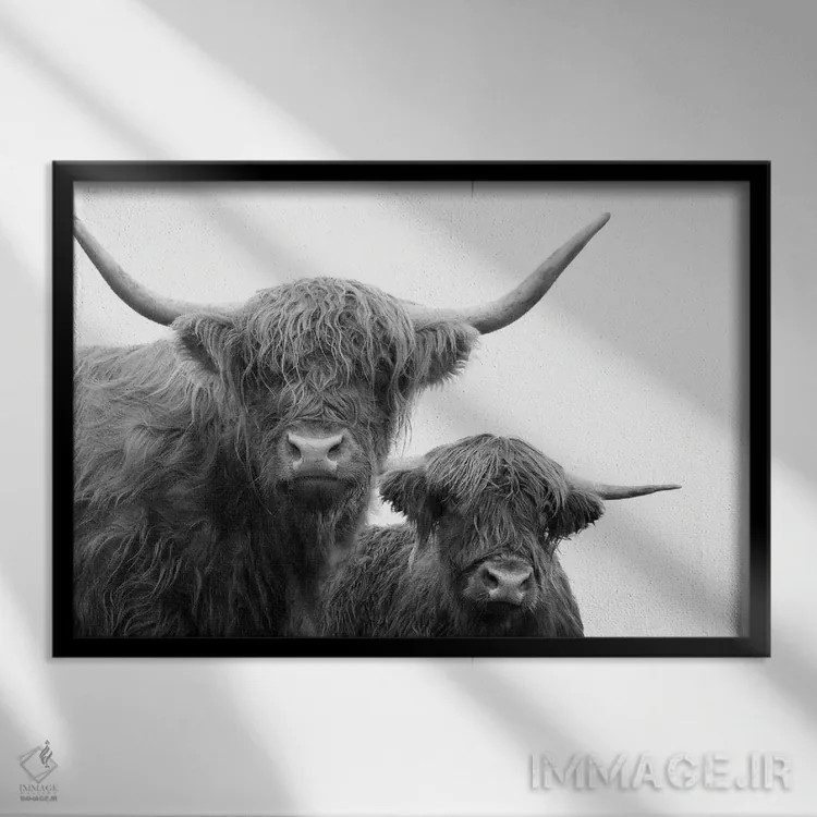 تابلو گاوهای کوهستانی سیاه و سفید I اثر هنر آنیتا و بلا - نمای قابدار مشکی