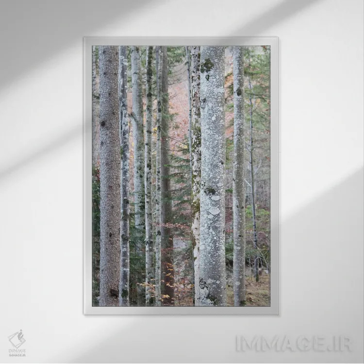 تابلو در جنگل I اثر هنر آنیتا و بلا - نمای قابدار سفید