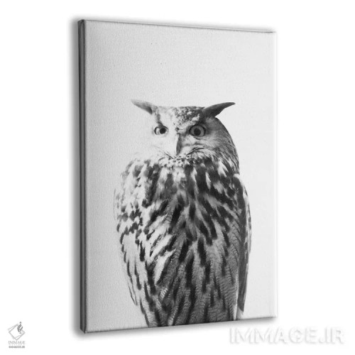 تابلو جغد روی سفید I اثر هنر آنیتا و بلا - نمای پرسپکتیو محصول