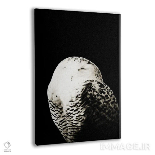 تابلو جغد برفی I اثر هنر آنیتا و بلا - نمای پرسپکتیو محصول