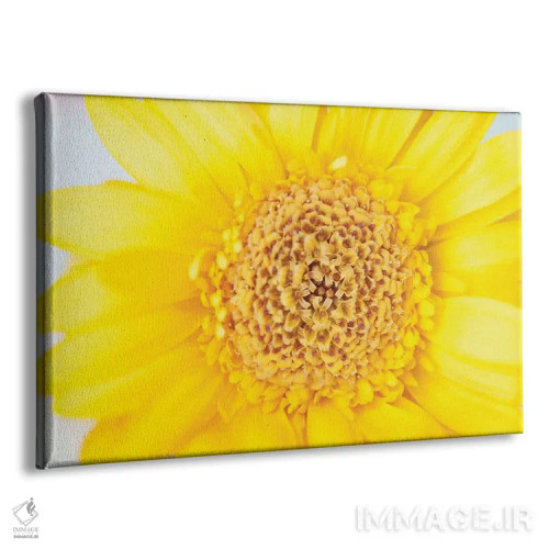 تابلو عشق آفتابی تابستان گل ژربرای زرد I (ژربرا: گل زینتی) اثر هنر آنیتا و بلا - نمای پرسپکتیو محصول