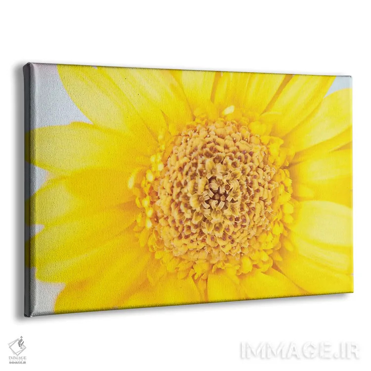 تابلو عشق آفتابی تابستان گل ژربرای زرد I (ژربرا: گل زینتی) اثر هنر آنیتا و بلا - نمای پرسپکتیو محصول