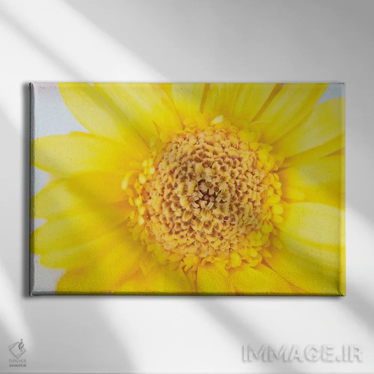 تابلو عشق آفتابی تابستان گل ژربرای زرد I (ژربرا: گل زینتی) اثر هنر آنیتا و بلا - نمای روبهرو روی دیوار