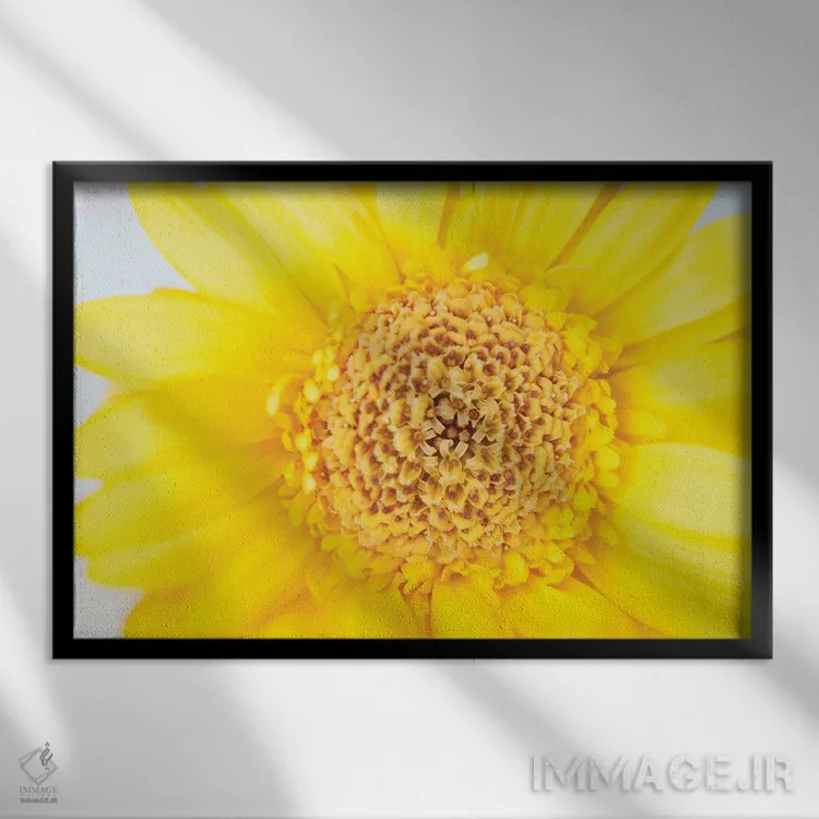 تابلو عشق آفتابی تابستان گل ژربرای زرد I (ژربرا: گل زینتی) اثر هنر آنیتا و بلا - نمای قابدار مشکی