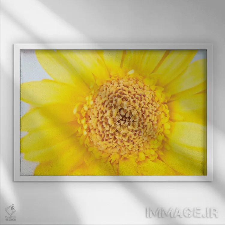 تابلو عشق آفتابی تابستان گل ژربرای زرد I (ژربرا: گل زینتی) اثر هنر آنیتا و بلا - نمای قابدار سفید