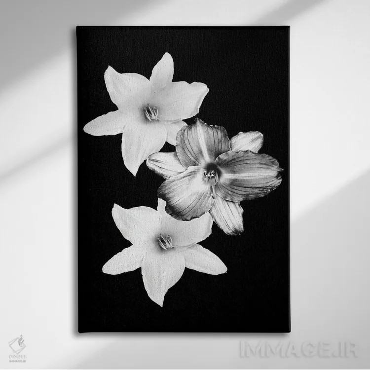 تابلو سوسنهای سفید بر زمینهٔ مشکی I اثر هنر آنیتا و بلا - نمای روبهرو روی دیوار