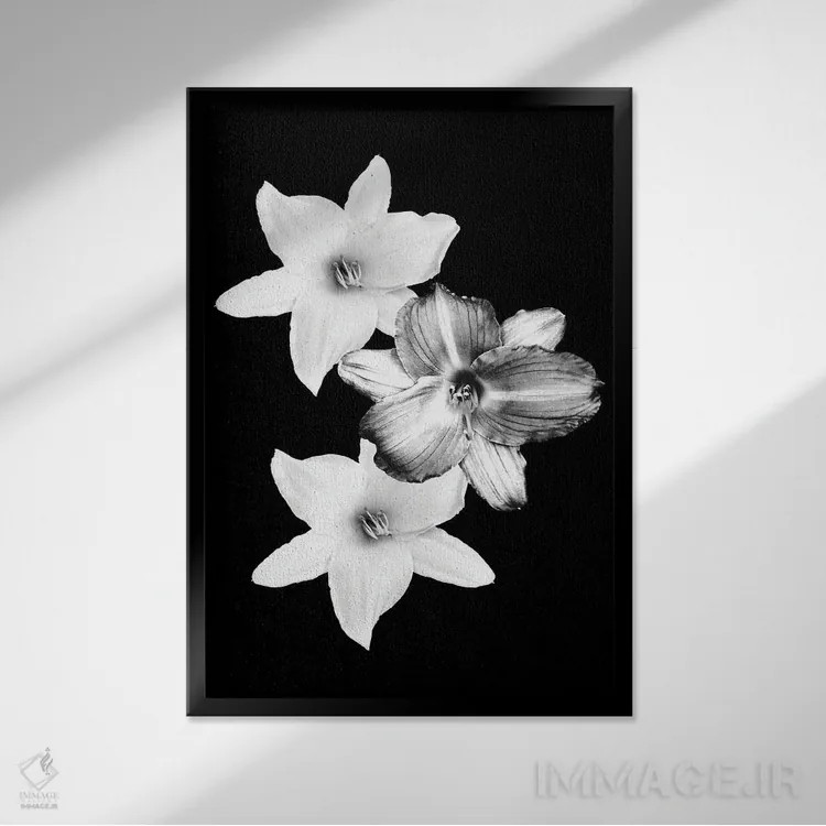 تابلو سوسنهای سفید بر زمینهٔ مشکی I اثر هنر آنیتا و بلا - نمای قابدار مشکی