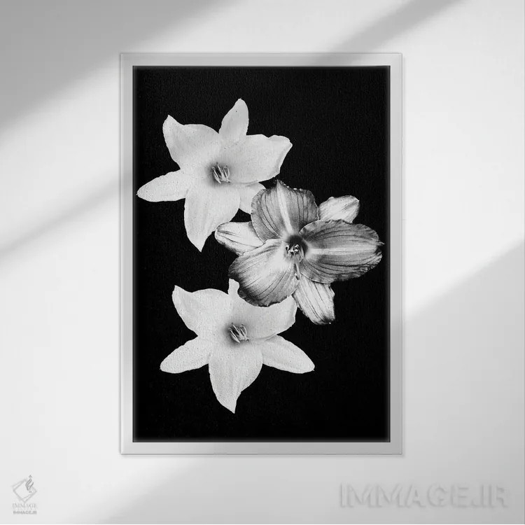 تابلو سوسنهای سفید بر زمینهٔ مشکی I اثر هنر آنیتا و بلا - نمای قابدار سفید