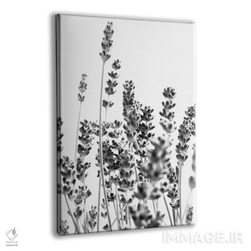 تابلو اسطوخودوس تازه در سیاه و سفید I اثر هنر آنیتا و بلا - نمای پرسپکتیو محصول