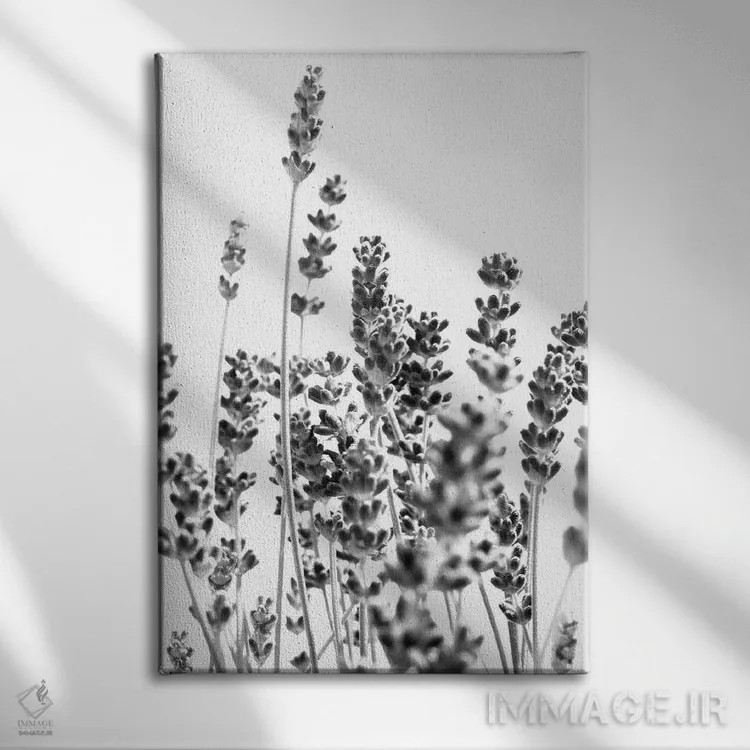 تابلو اسطوخودوس تازه در سیاه و سفید I اثر هنر آنیتا و بلا - نمای روبهرو روی دیوار