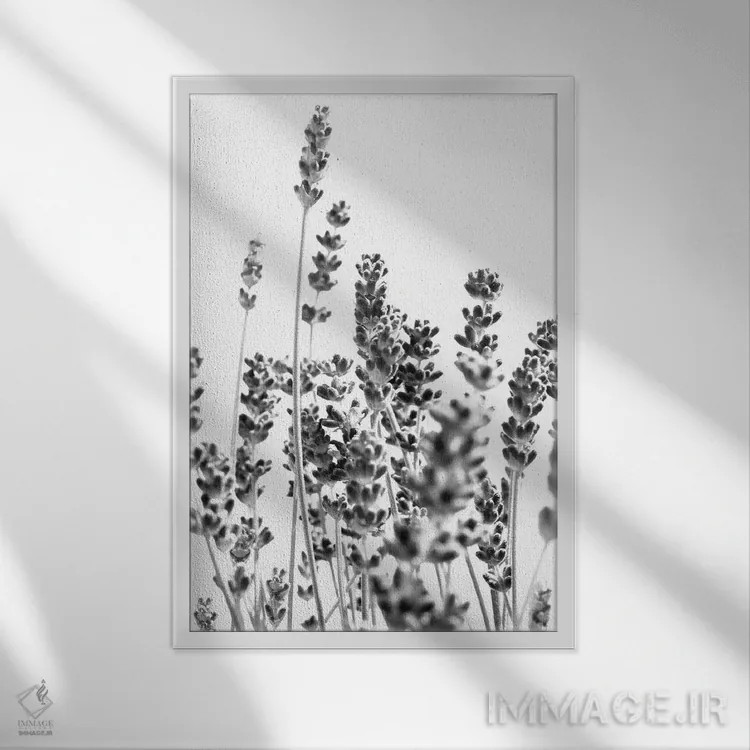 تابلو اسطوخودوس تازه در سیاه و سفید I اثر هنر آنیتا و بلا - نمای قابدار سفید