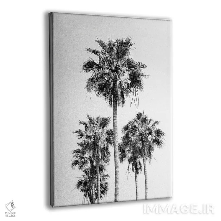 تابلو حال و هوای درختان نخل سیاه و سفید VIII اثر هنر آنیتا و بلا - نمای پرسپکتیو محصول