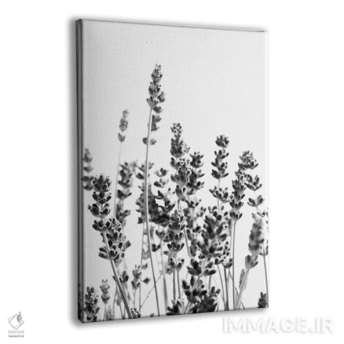 تابلو اسطوخودوس بنفش در سیاه و سفید I اثر هنر آنیتا و بلا - نمای پرسپکتیو محصول