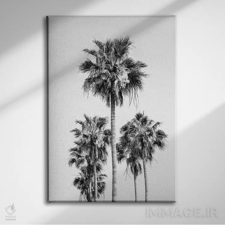 تابلو حال و هوای درختان نخل سیاه و سفید VIII اثر هنر آنیتا و بلا - نمای روبهرو روی دیوار