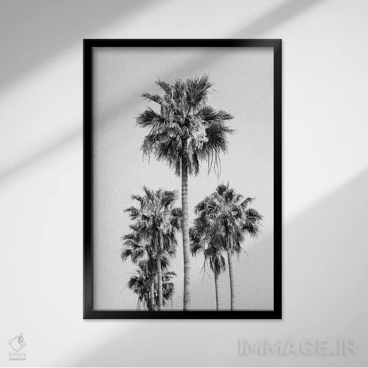 تابلو حال و هوای درختان نخل سیاه و سفید VIII اثر هنر آنیتا و بلا - نمای قابدار مشکی