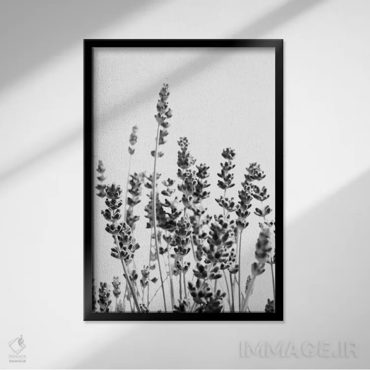 تابلو اسطوخودوس بنفش در سیاه و سفید I اثر هنر آنیتا و بلا - نمای قابدار مشکی
