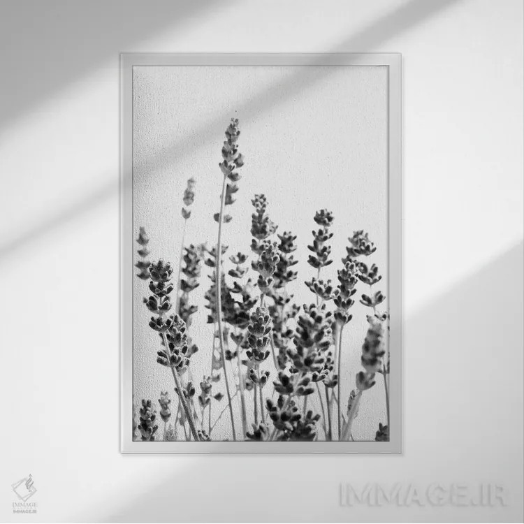 تابلو اسطوخودوس بنفش در سیاه و سفید I اثر هنر آنیتا و بلا - نمای قابدار سفید