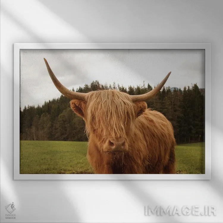 تابلو گاو کوهی هفتم اثر هنر آنیتا و بلا - نمای قابدار سفید