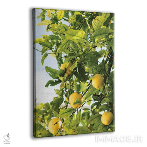 تابلو رویای لیموی آمالفی دو اثر هنر آنیتا و بلا - نمای پرسپکتیو محصول