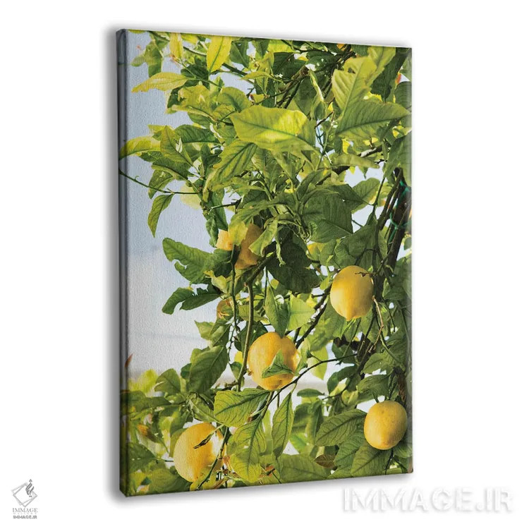 تابلو رویای لیموی آمالفی دو اثر هنر آنیتا و بلا - نمای پرسپکتیو محصول