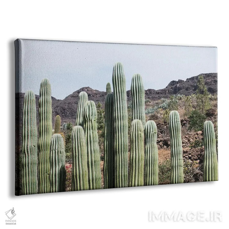 تابلو واحه کاکتوس سوم اثر هنر آنیتا و بلا - نمای پرسپکتیو محصول