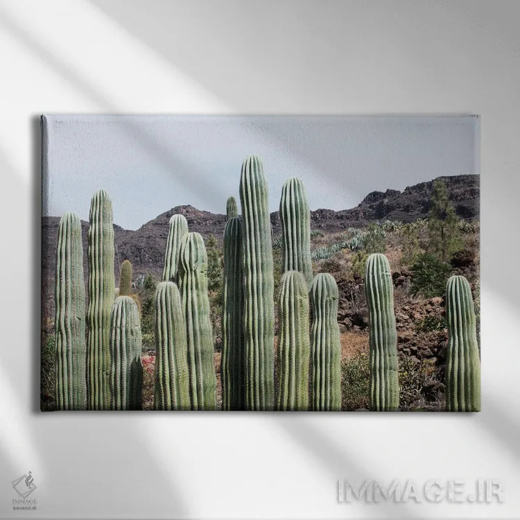 تابلو واحه کاکتوس سوم اثر هنر آنیتا و بلا - نمای روبهرو روی دیوار