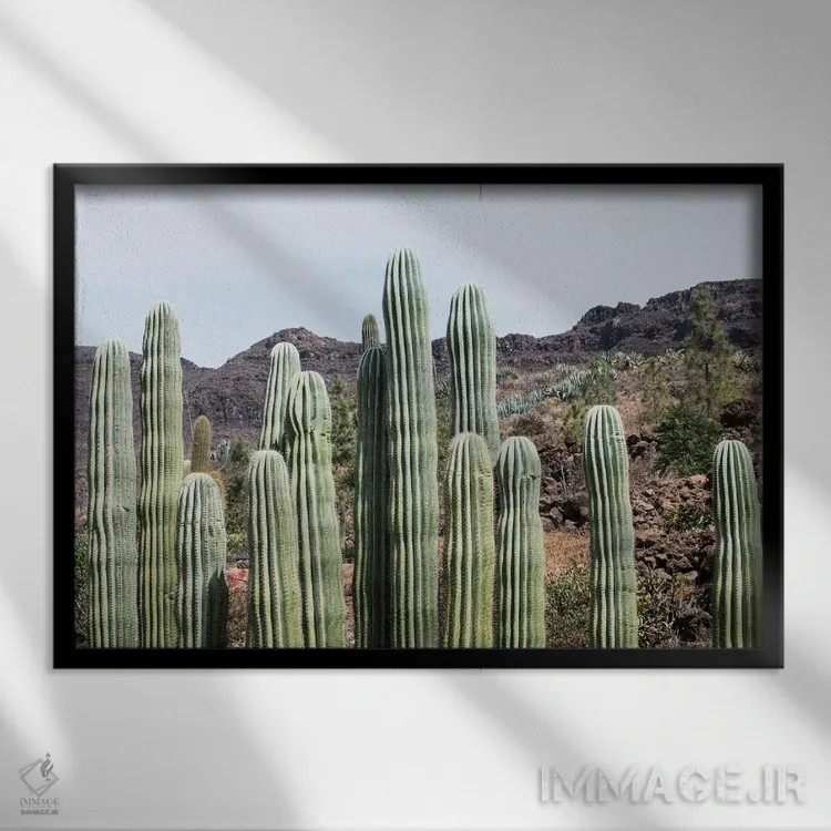 تابلو واحه کاکتوس سوم اثر هنر آنیتا و بلا - نمای قابدار مشکی