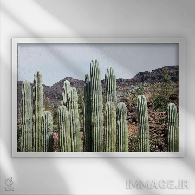 تابلو واحه کاکتوس سوم اثر هنر آنیتا و بلا - نمای قابدار سفید