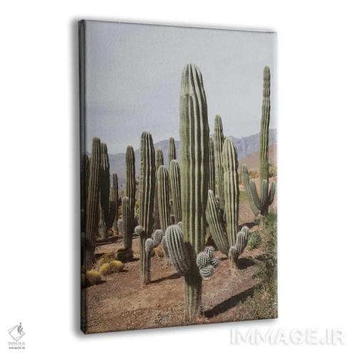 تابلو واحه کاکتوس یکم اثر هنر آنیتا و بلا - نمای پرسپکتیو محصول