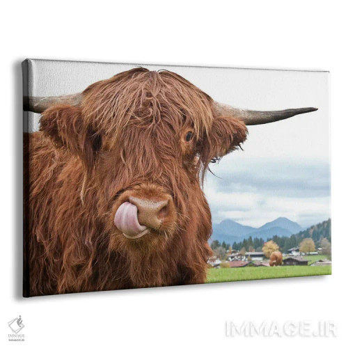 تابلو گاو کوهستانی بامزه یکم اثر هنر آنیتا و بلا - نمای پرسپکتیو محصول