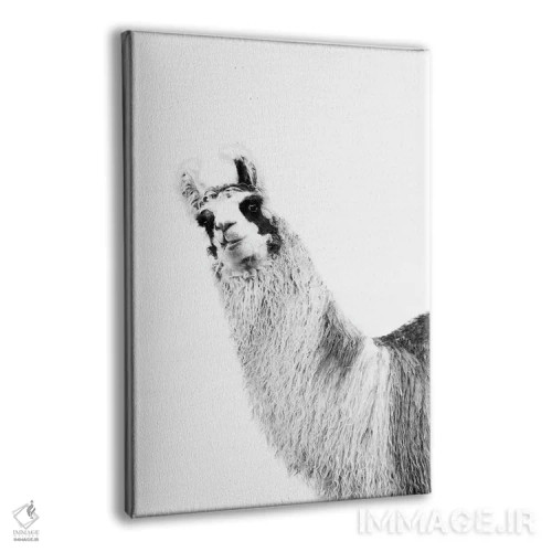 تابلو لامای بامزه سیاه و سفید یکم اثر هنر آنیتا و بلا - نمای پرسپکتیو محصول