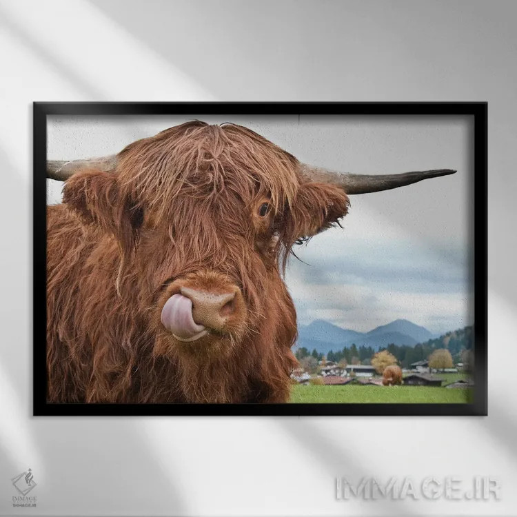 تابلو گاو کوهستانی بامزه یکم اثر هنر آنیتا و بلا - نمای قابدار مشکی