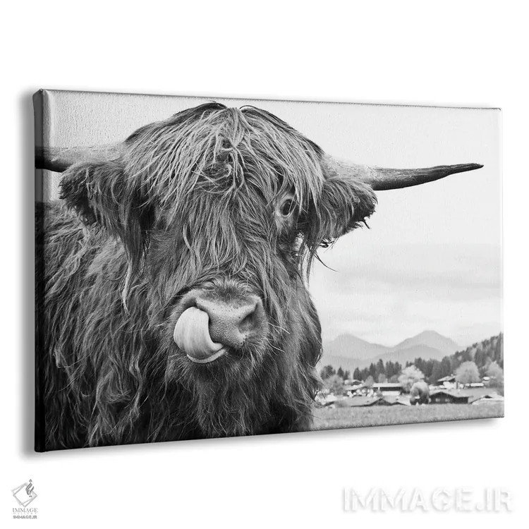 تابلو گاو کوهستانی بامزه سیاه و سفید یکم اثر هنر آنیتا و بلا - نمای پرسپکتیو محصول