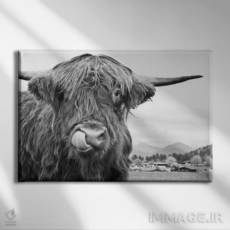 تابلو گاو کوهستانی بامزه سیاه و سفید یکم اثر هنر آنیتا و بلا - نمای روبهرو روی دیوار