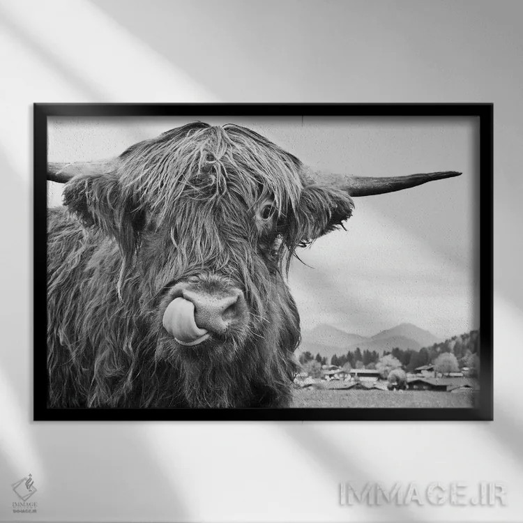 تابلو گاو کوهستانی بامزه سیاه و سفید یکم اثر هنر آنیتا و بلا - نمای قابدار مشکی
