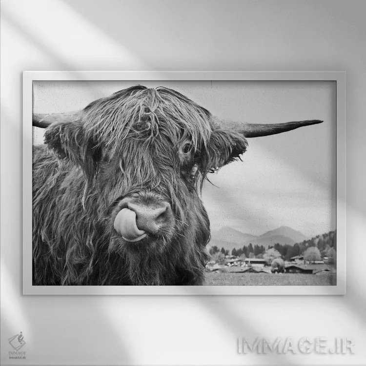 تابلو گاو کوهستانی بامزه سیاه و سفید یکم اثر هنر آنیتا و بلا - نمای قابدار سفید