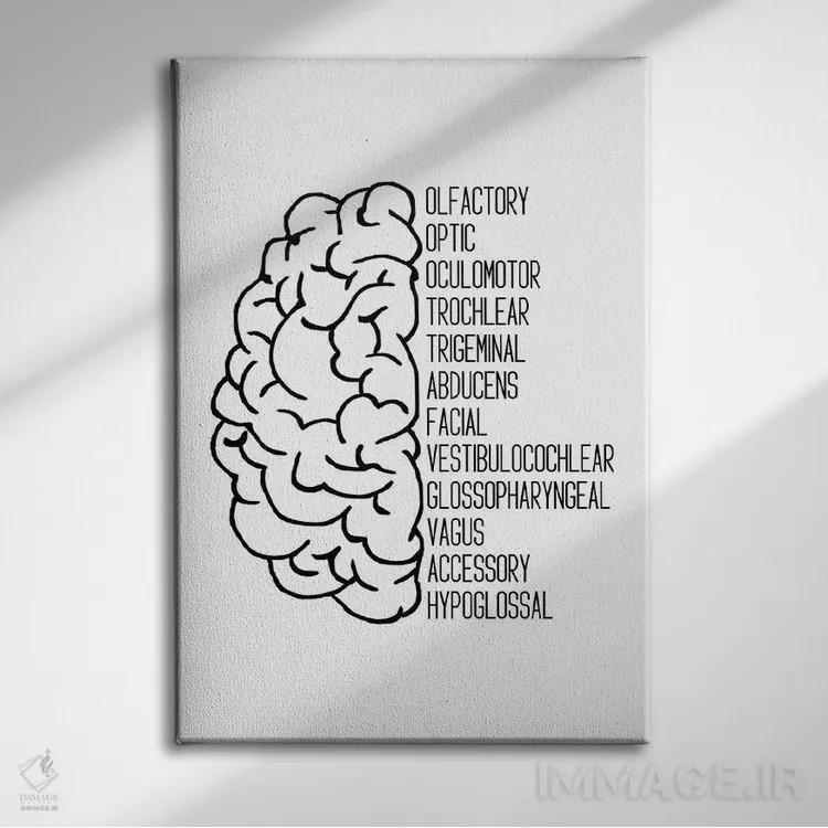 تابلو اعصاب جمجمهای سیاه اثر آلیسا بانتا - نمای روبهرو روی دیوار