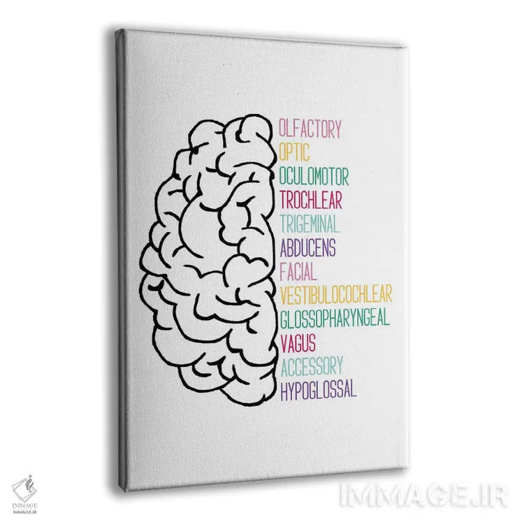 تابلو اعصاب جمجمهای روشن اثر آلیسا بانتا - نمای پرسپکتیو محصول