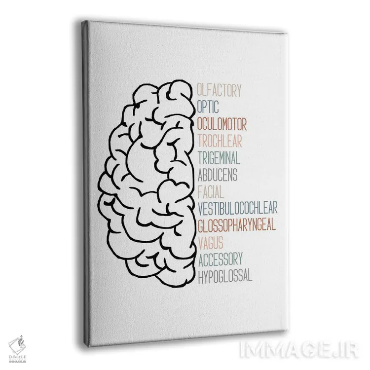 تابلو اعصاب جمجمهای خنثی اثر آلیسا بانتا - نمای پرسپکتیو محصول